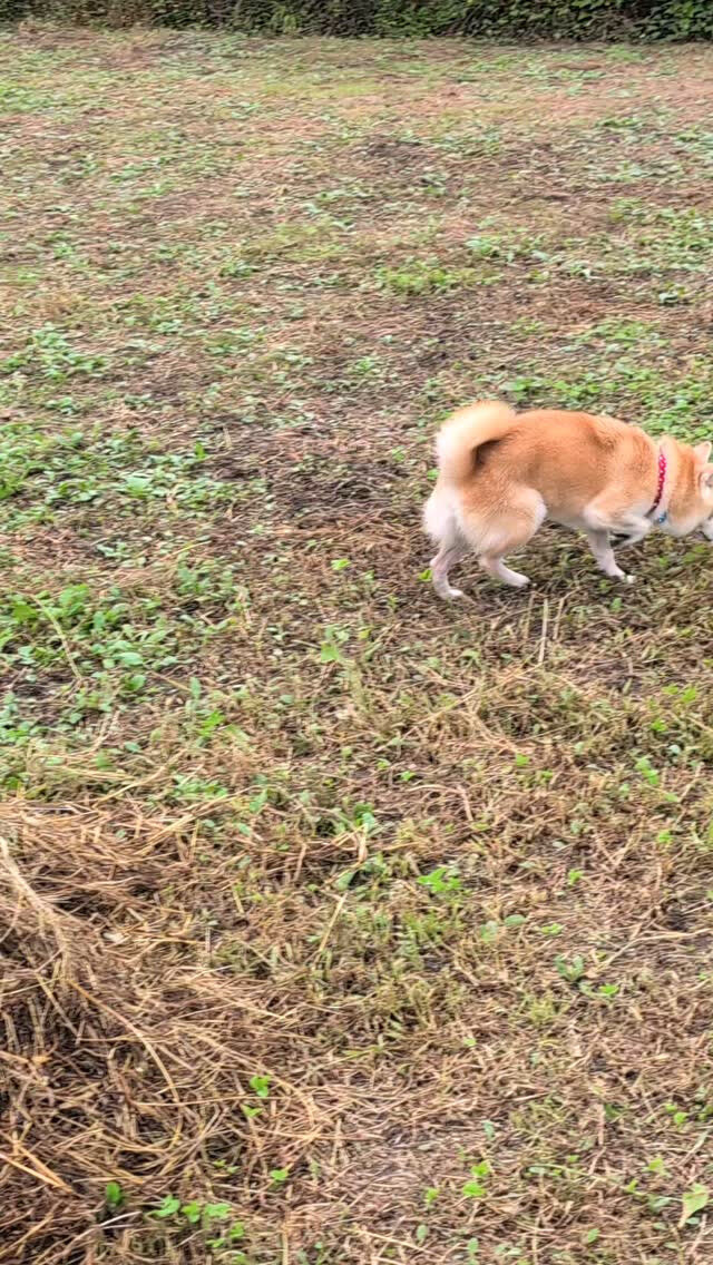 12歳の豆柴、あずちゃんが泊まりにに来てくれました🐕💕