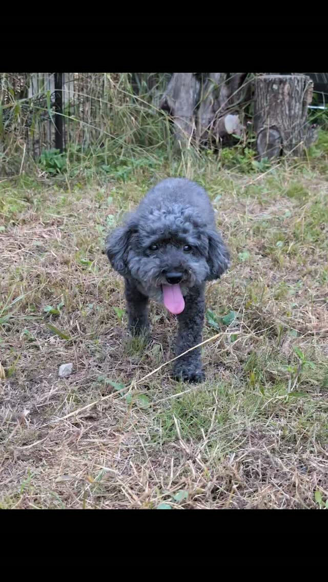 🐶💕12歳のトイプードル、キャウちゃんが お泊まりに来てくれ