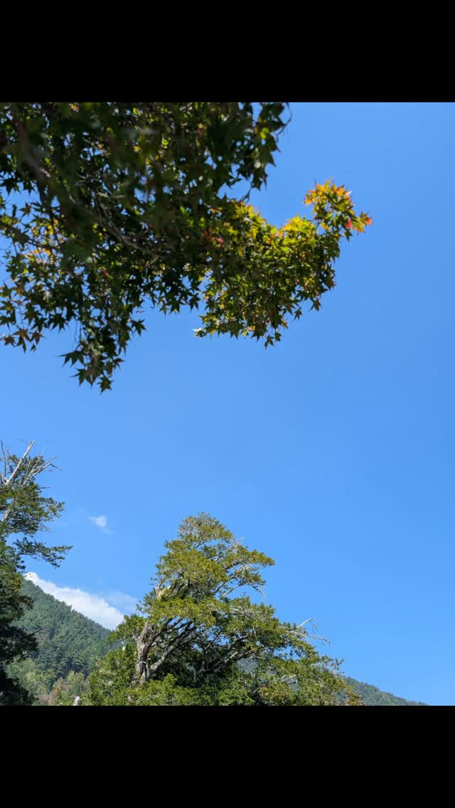 🍁🌾 山すそまで秋がやってきました 🍂