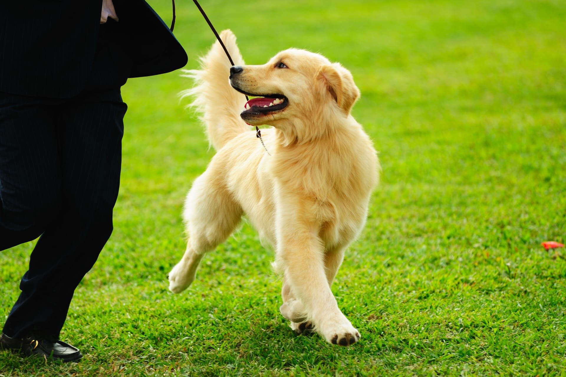 犬連れ